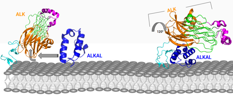Image:Conformational change 2D.png