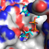 Cavity in Them4 that allows the hydrocarbon chain from the acyl-CoA substrate (represented here by the analog undecan-2-one-CoA) to access the hydrophobic pocket and active site meanwhile the coenzyme A moiety remains on the protein's surface