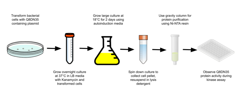 Image:Experimental procedure Q8DN35 smaller.png
