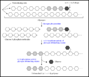 Figure 1. Diagram illustrating the breakdown of glycogen near an (α1→6) branch point, and the steps where the α-1,6-glucosidase and the α-1,4-transferase activity of the glycogen debranching enzyme takes place. Diagram adapted from .
