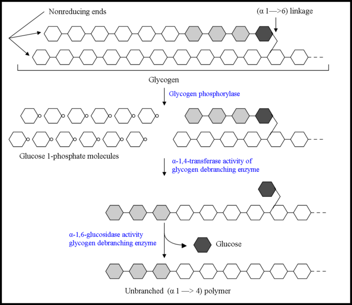 Image:Glycogen breakdown 3.png