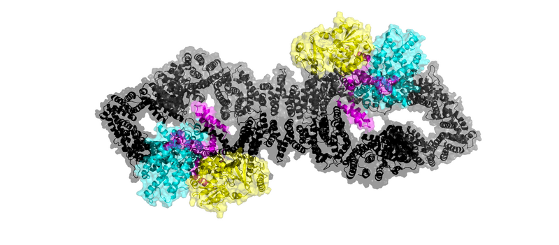 Image:NF1Closed Photo.png
