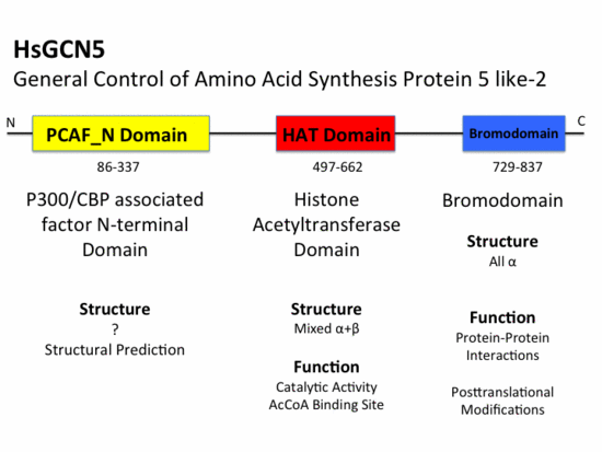 GCN5 Domains.
