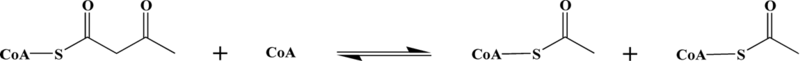 Image:Bacterial thiolase Fig 1.png