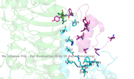 Figure 3: Subunit interactions between the insulin receptor CT-alpha helix (light blue) and insulin (magenta) in one of the binding sites. PDB 6SOF