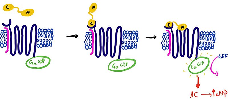 Image:Domain drawing.jpg