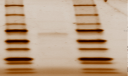 Figure 6: SDS-PAGE gel. Bands are present at 87.1 kDa.