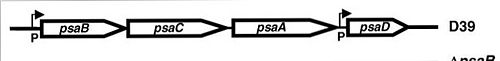Psa operon 