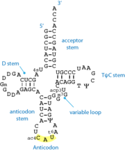 Standard 2D cloverleaf structure of tRNA. The shown example is methionine-specific tRNA from E.coli