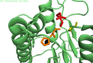 Caspase-6 w/ Zinc Bound
