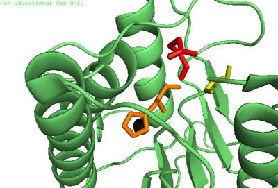 Caspase-6 w/ Zinc Bound