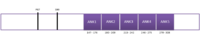 Domain architecture of Ankrd2