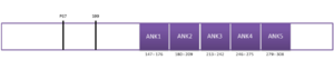 Domain architecture of Ankrd2