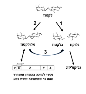 איור 1: פעולת האנזים