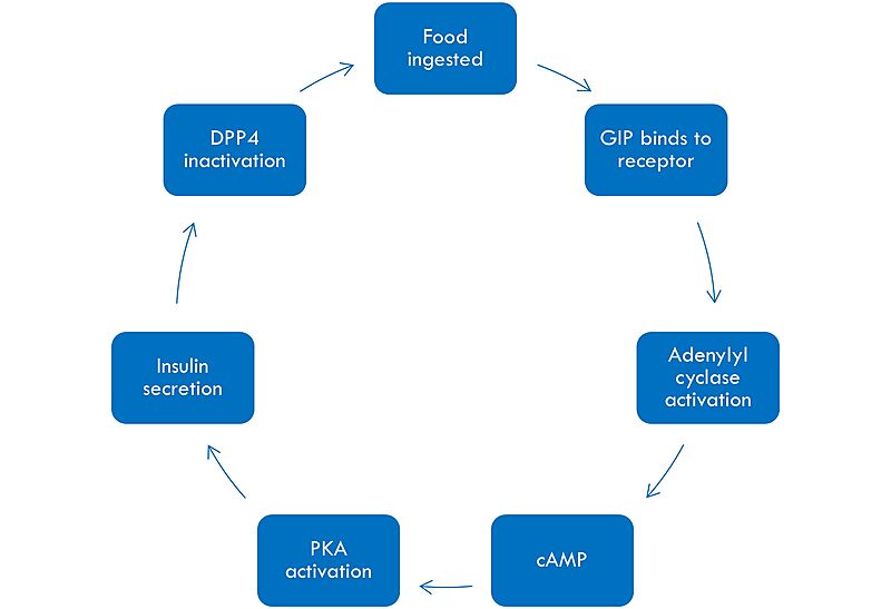 Image:GIPmech.jpg