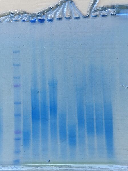 Image:Induced BASIL plasmids.jpg