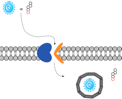 Figure 2. Overall NTCP Mechanism.