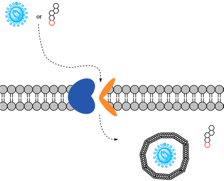 Figure 2. Overall mechanism of NTCP.