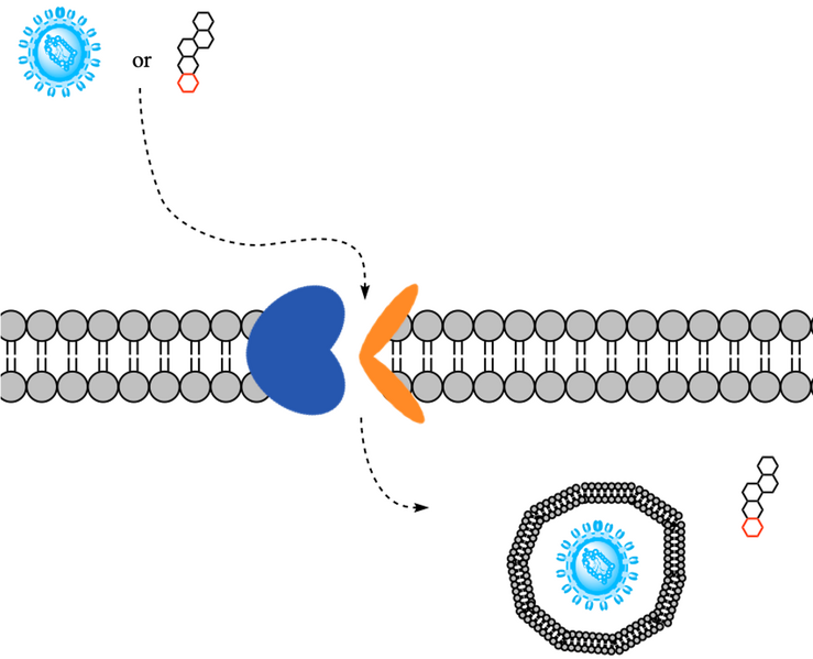 Image:Overall ntcp mechanism.png