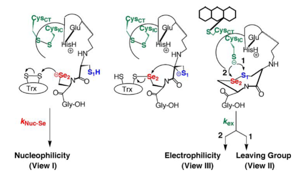 Hondal, R.J. et al (2010) Amino Acids, E pub