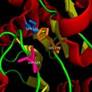 Figure 1: Catalytic Triad of MGL structure