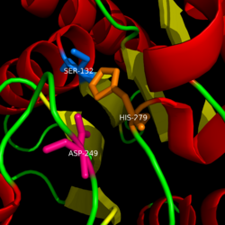 Catalytic Triad of MGL structure