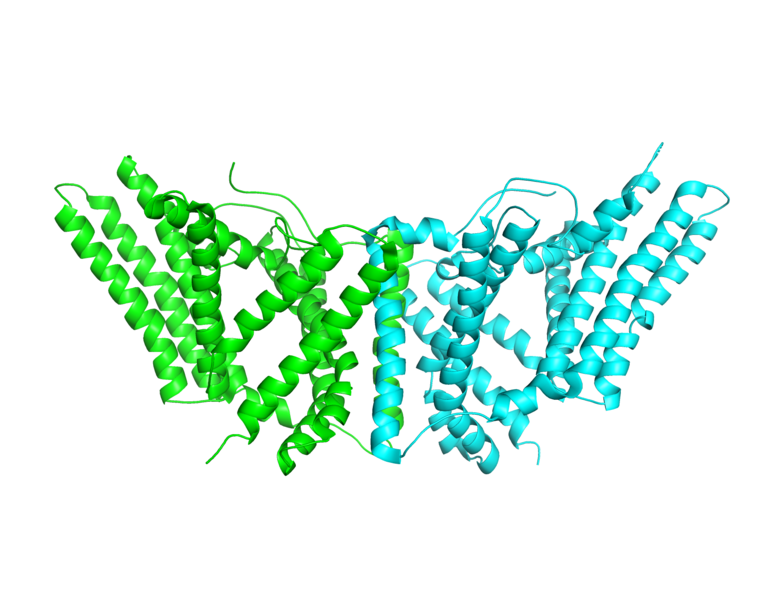 Image:Dimer side.png