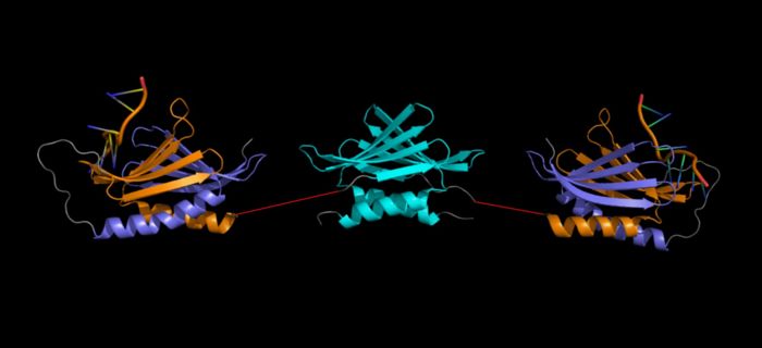 Artist representation of a Purα homodimer (linkers between repeats I-II and III (red) were drawn in PowerPoint and are NOT to scale). NOTE: This is NOT a verified model, but a rough placement to show all three repeats together. It is not known what the orientation of these domains are relative to one another.  (Repeat I-II (5fgp): purple (I) and orange (II), repeat III (5fgo): cyan).