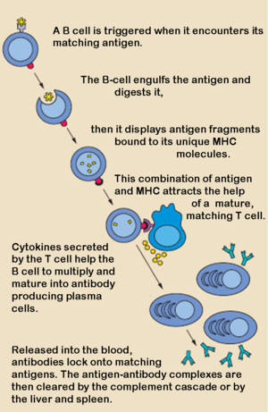 Production of Antibodies by Plasma Cells 