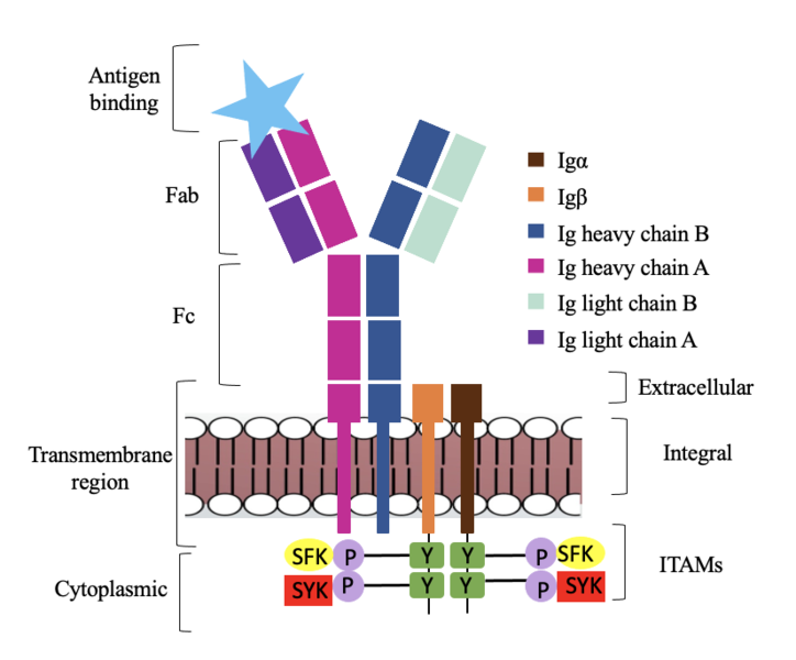 Image:Antigen binding.png