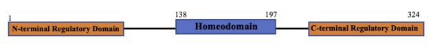 Organization of the biological protein NKX2.5. The structures analyzed only represent the homeodomain region.