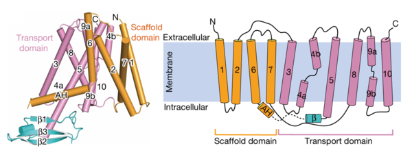Figure 2:The transmembrane domains and cytoplasmic domains of one chain represented in their proper confirmation and as a simplified diagram. Figure obtained from: Su, et.al.,(2022).Figure 1F and 1G
