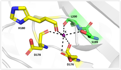 Figure 1. The coolest image of this protein EVAH!!!