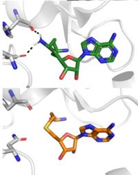 SAH (grey) and Sinefungin (green) in the peptide binding pocket. The nitrogen group of sinefungin makes 2 double bonds to the main chain carbonyls of N265 and H293. Sinefungin was created using PDB: 1O9S and mutating the sulfur of SAH