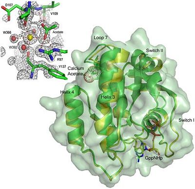 Allosteric modulation of calcium acetate on Ras protein