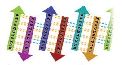 Fig. 4 Schematic of unrolled cylindrin (outside view), illustrating strand-to-strand registration. Hydrogen bonds between the main chains of neighboring strands are shown by yellow dashed lines; hydrogen bonds mediated by water bridges or side chains are shown by blue dashed lines.
