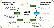 Figure 2: The canonical Visual Cycle in Humans 
