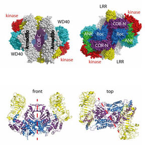 Top and bottom view of dimeric full-length LRRK2 model with domains indicated in color (Armadillo, white; Ankyrin [ANK], green; LRR, yellow; Roc, blue; COR, violet; kinase, red; WD40, cyan.) Bottom pictures: LRR, yellow; Roc, blue; N-/C-terminal COR subdomains, violet.