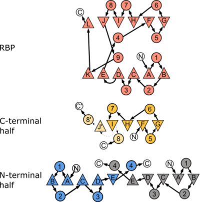 Canonical topology of both the parental RBP and the two halves investigated in this study. We observed an alternative arrangement of the halves compared to the one expected from the PBP-architecture. Figure adapted from  Fukami-Kobayashi et al. (1999) where β-sheets are depicted as triangles and α-helices as circles. Arrangement of the secondary structure elements reflect their three-dimensional order for RBP, RBP-CPC, and RBP-CPN. N- and C-termini are labeled with N and C, respectively, and the connections between the secondary structure elements are shown as arrows. The connection between β-strand “I” and its two possible configurations either to α-helix “8” or β-strand J’ in RBP-CPC are shown as dotted arrows as these stretches are not resolved in the crystal structure