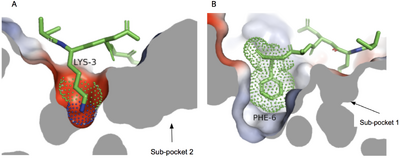 Figure 3. (A). Cross-sectional views of electrostatic surface of MRGPRX2 sub-pocket 1 interaction with lysine 3 and (B) sub-pocket 2 interaction with phenylalanine 6 of cortistatin-14.