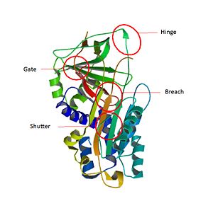 Key regions able to control and modulate the conformational change of RCL