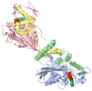 Conventional kinesin motor domain