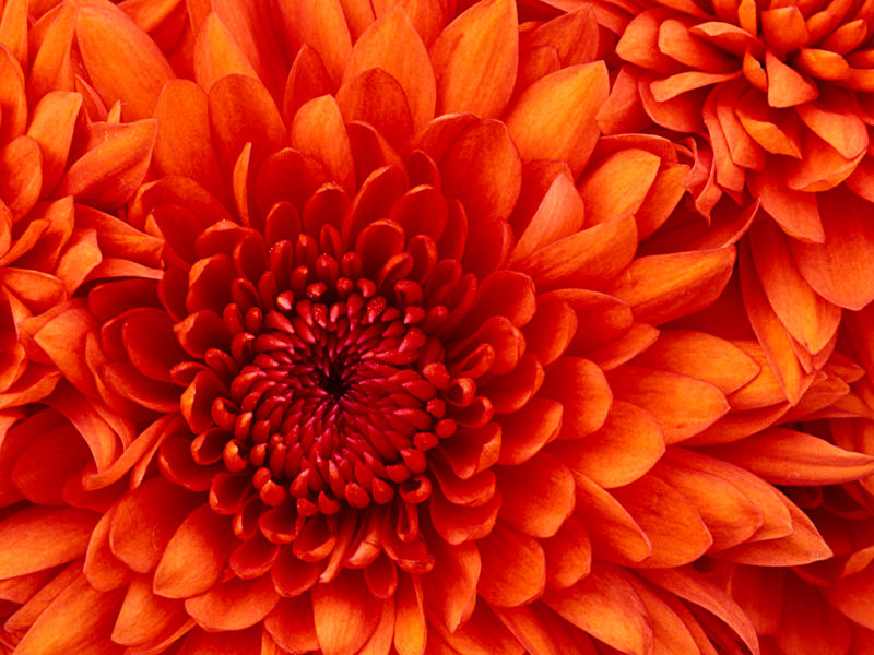 Image:Chrysanthemum.jpg