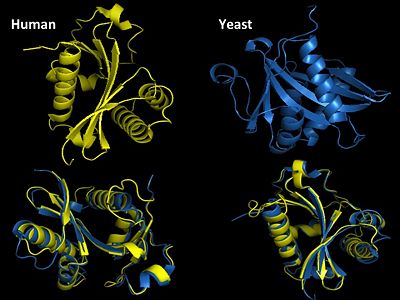 Structural Homology. Here is the HsGCN5(yellow) and yGCN5(blue) aligned HAT domains.