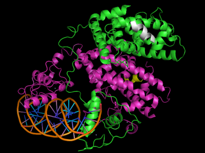Human PPARγ bound to RXRα and PPRE DNA strand, 3dzy