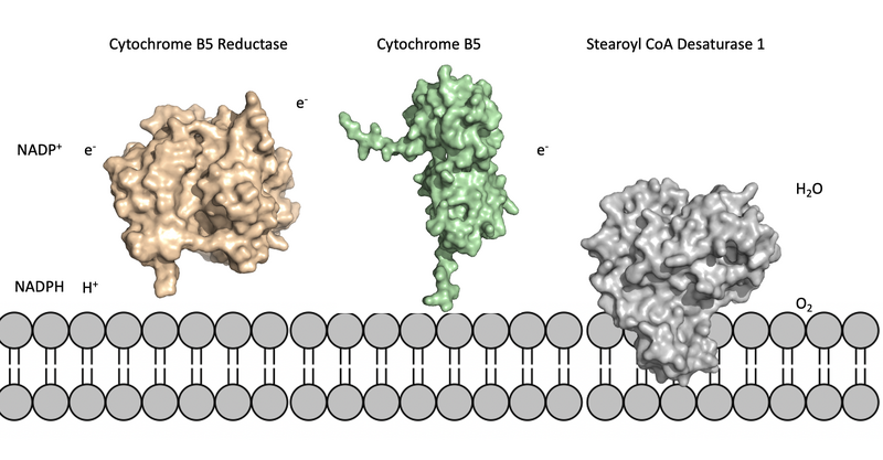 Image:Biological placement of scd.png