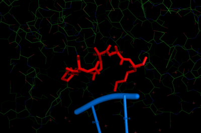 The catalytic core of Eco RI with the target DNA. The Amino acids responsable for the reaction are shown in red and the target phosphodiester bond between the residues G and A is shown in blue