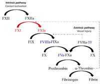Schematic representation of the coagulation response