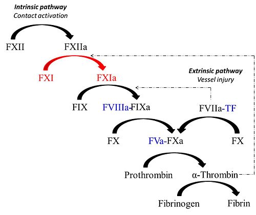 Schematic representation of the coagulation response