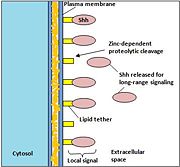 Figure 2. Shh-N is released from the cell membrane for long-range signaling by zinc-dependent proteolysis. [Note: This figure is adapted from references  and .]